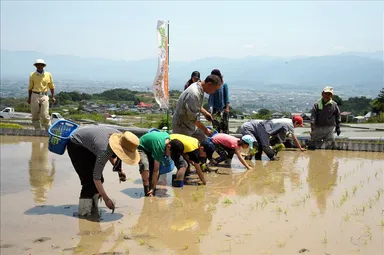 田植え体験