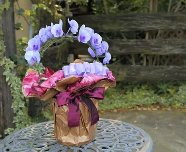 パープルエレガンス リング型