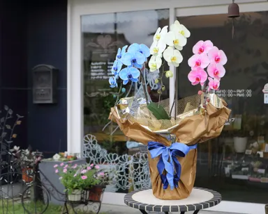 サプライズエレガンス 1