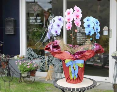 サプライズエレガンス 2