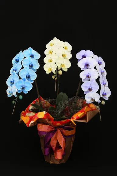 サプライズエレガンス 3