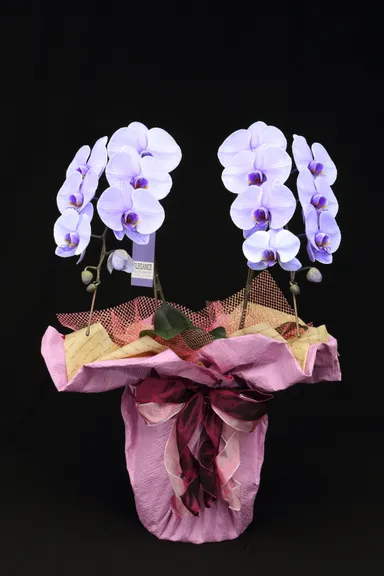 パープルエレガンス 2本立