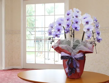 パープルエレガンス 3本立