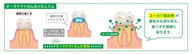 オーラテクトガムのメカニズム