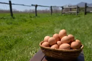 岸農場の那須滋養卵