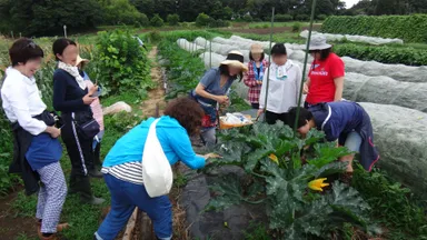 ズッキーニの観察