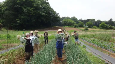 玉ねぎの収穫