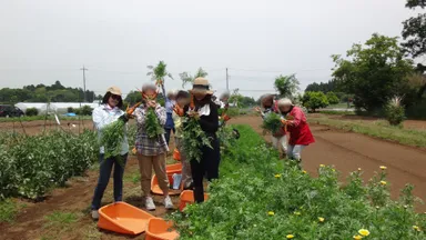 ニンジンの収穫