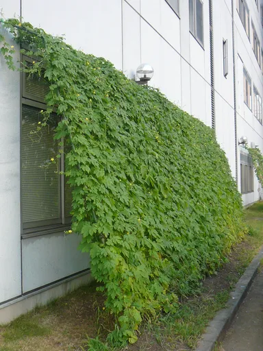 京セラ横浜事業所（横浜市）のグリーカーテン