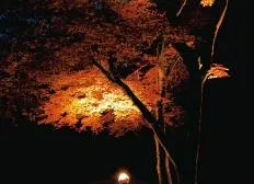 紅葉ライトアップ（イメージ）