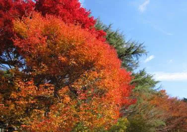 六甲高山植物園