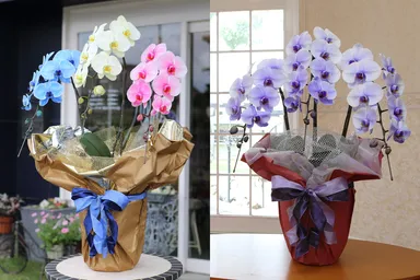 サプライズエレガンスとパープルエレガンス