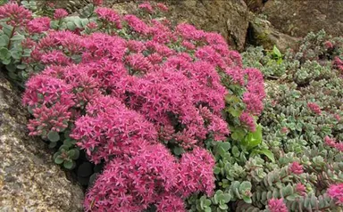 ヒダカミセバヤ（ベンケイソウ科）