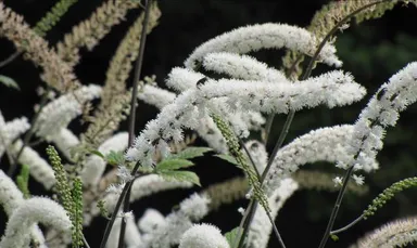 サラシナショウマ