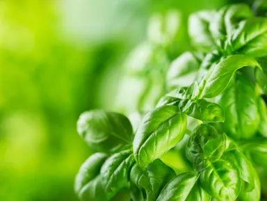 カオン バジルイメージ