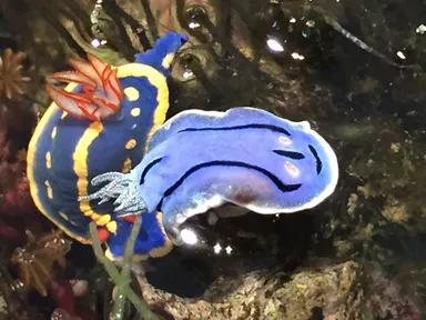 水深6センチの海『海盆栽』　ウミウシ