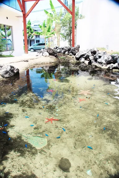 『お庭に海？』　2年間無換水