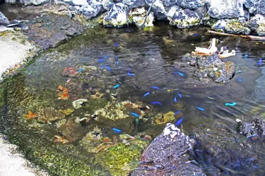 『お庭に海？』　小魚　イソギンチャク