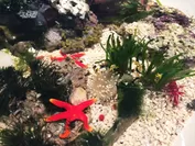 水深6センチの海『海盆栽』　ズーム