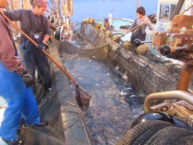 漁師さんのしごと風景イメージ1