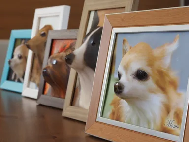 あらゆる犬種に対応