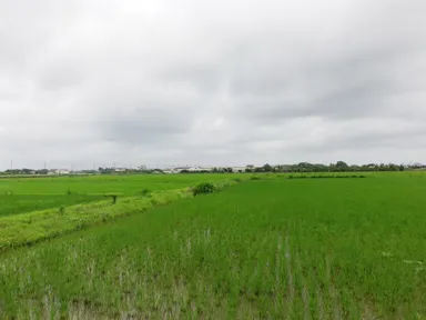 水田(フルボ酸散布後)