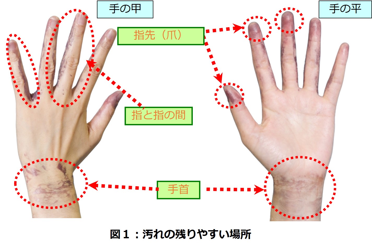 秋から冬の食中毒対策に 汚れをしっかり落とす 手洗い のコツ ライオン株式会社のプレスリリース