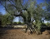 樹齢1000年の樹