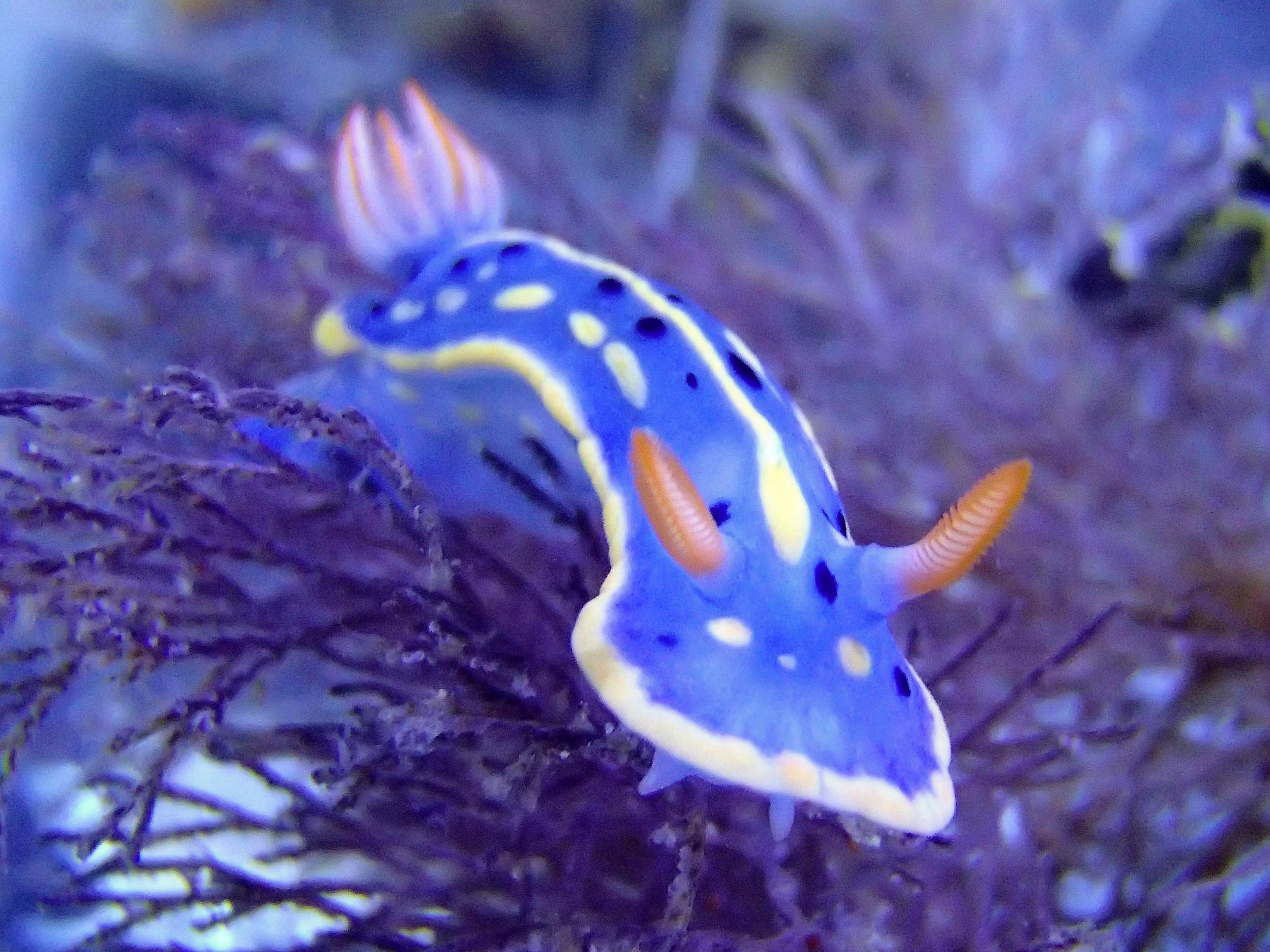 ちょっとフシギでとってもカラフル 海遊館サテライトギャラリー 海の宝石 ウミウシ展 リニューアル開催 株式会社 海遊館のプレスリリース