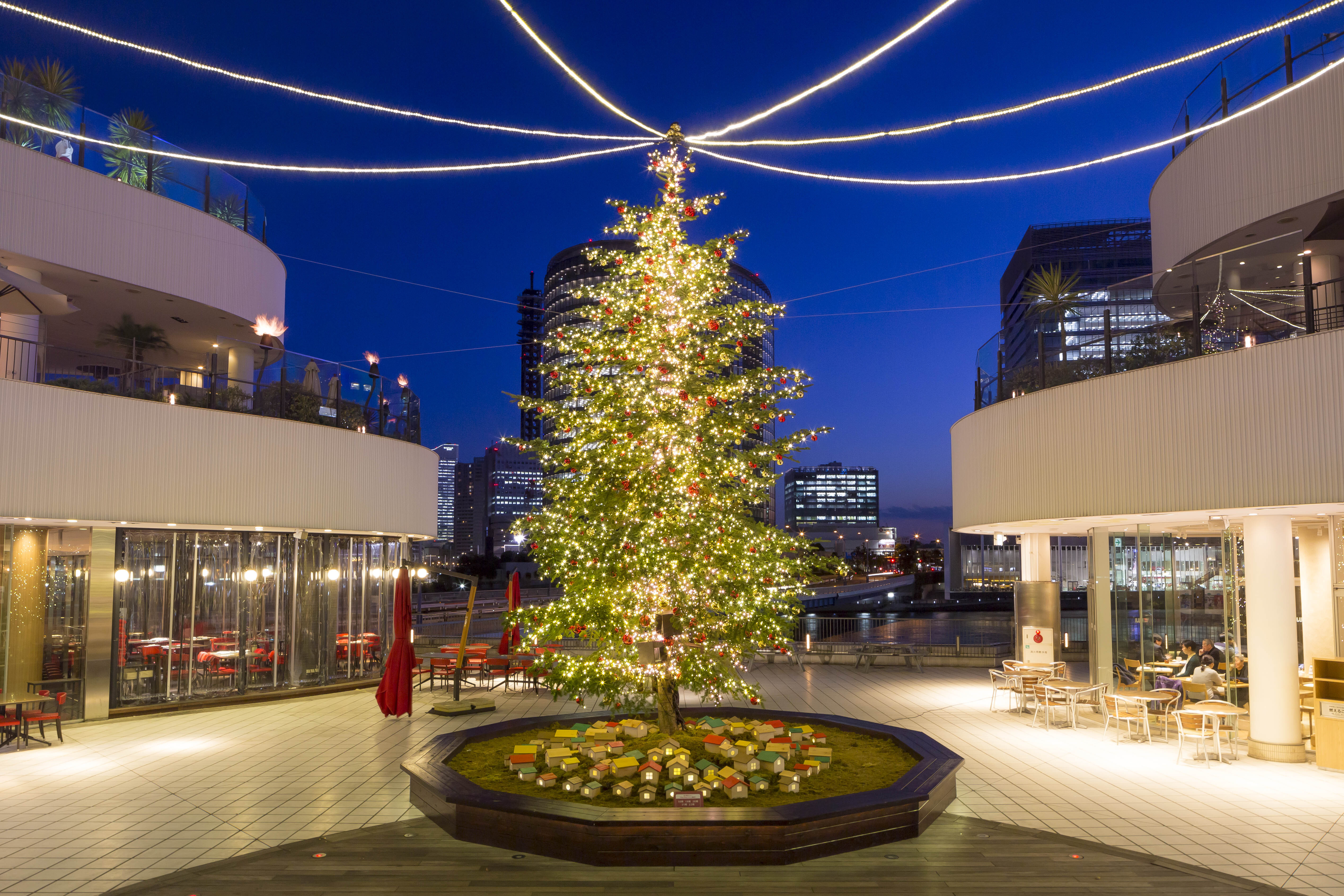高さ8m！生モミの木のクリスマスツリーが登場 横浜ベイクォーター 