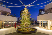 約8mの高さを誇る生モミの木のクリスマスツリー(1)