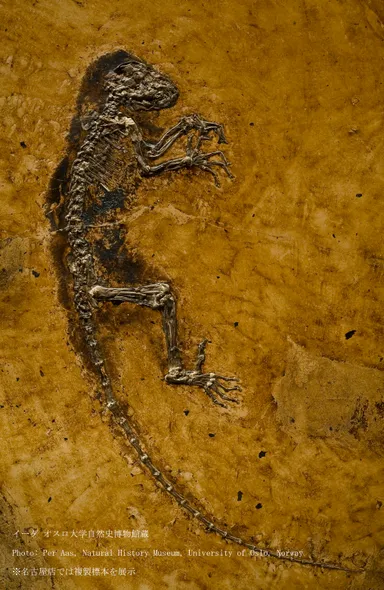 奇跡の霊長類化石「イーダ」