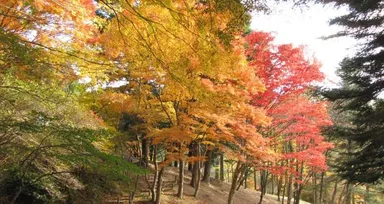 イロハモミジ（10月下旬～11月上旬）