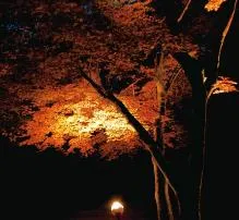 紅葉ライトアップ（イメージ）