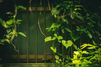 つたの絡んだ家