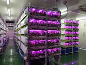 LED植物栽培ユニット「AGRI Oh！アグリ王」 栽培風景