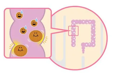 腸内で膨らむ図