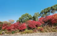 昨年11月の「太閤四季彩園」紅葉の棚田