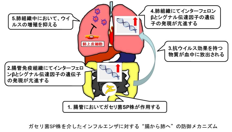 ガセリ菌sp株の効果 内臓脂肪低減のほかにも インフルエンザに対する防御機能を有することをヒト試験で確認 雪印メグミルク株式会社のプレスリリース