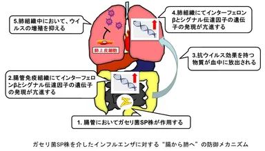 ガセリ菌SP株を介したインフルエンザに対する“腸から肺へ”の防御メカニズム