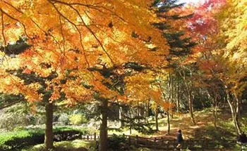 六甲高山植物園の紅葉