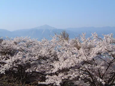 2004年 美の山公園の桜