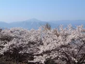 2004年 美の山公園の桜