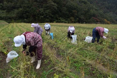 「美方大納言」収穫の様子