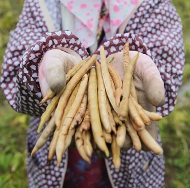 大粒の「美方大納言」