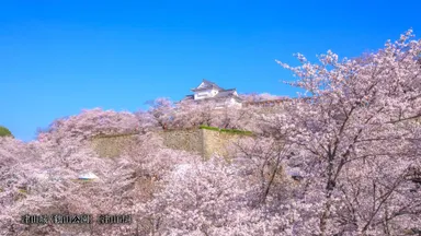 動画イメージ(津山城・鶴山公園)