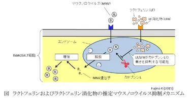 図　ラクトフェリンおよびラクトフェリン消化物の推定マウスノロウイルス抑制メカニズム