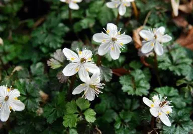 バイカオウレン