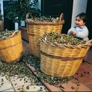 オリーブの実も100％イタリア産