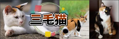 三毛猫特集ロゴ
